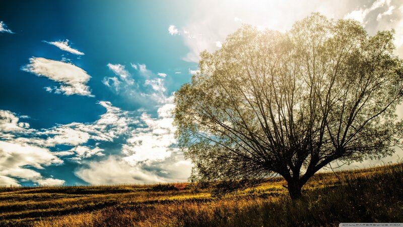 Solitary Tree on Hill — Blue, Serene, Afternoon, Photograph, Sky, Clouds