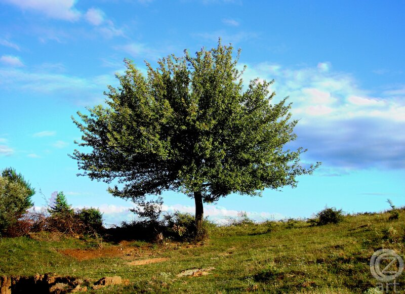 Solitary Tree on Hill — Blue, Serene, Afternoon, Photograph, Sky, Grass