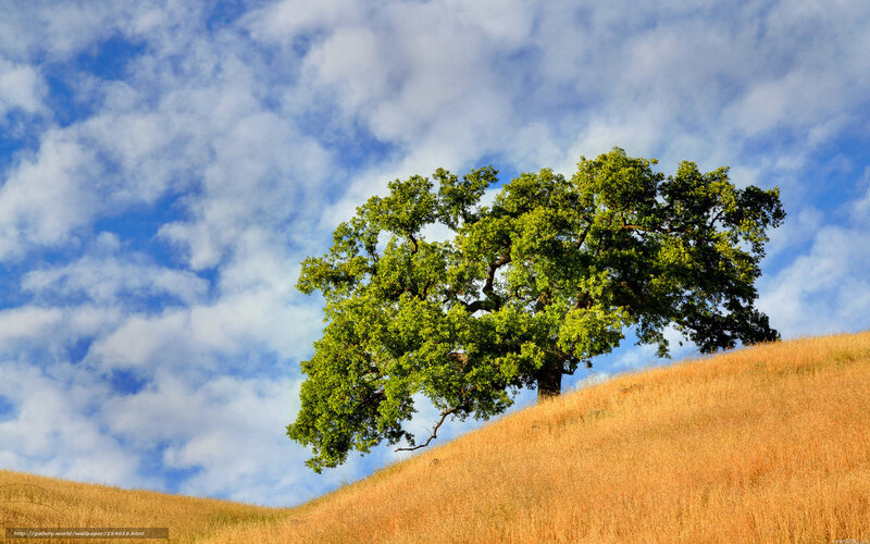Solitary Tree on Hill — Blue, Serene, Afternoon, Photograph, Sky
