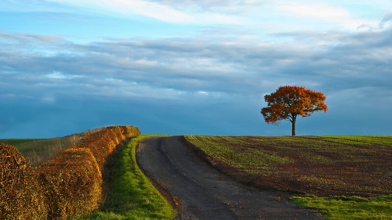 Solitary Tree on Hill — Blue, Serene, Autumn, Photograph, Road