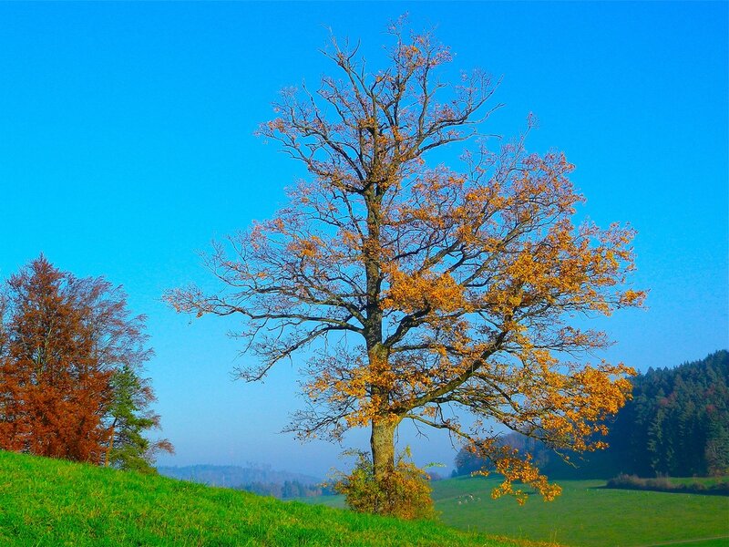 Solitary Tree on Hill — Blue, Serene, Autumn