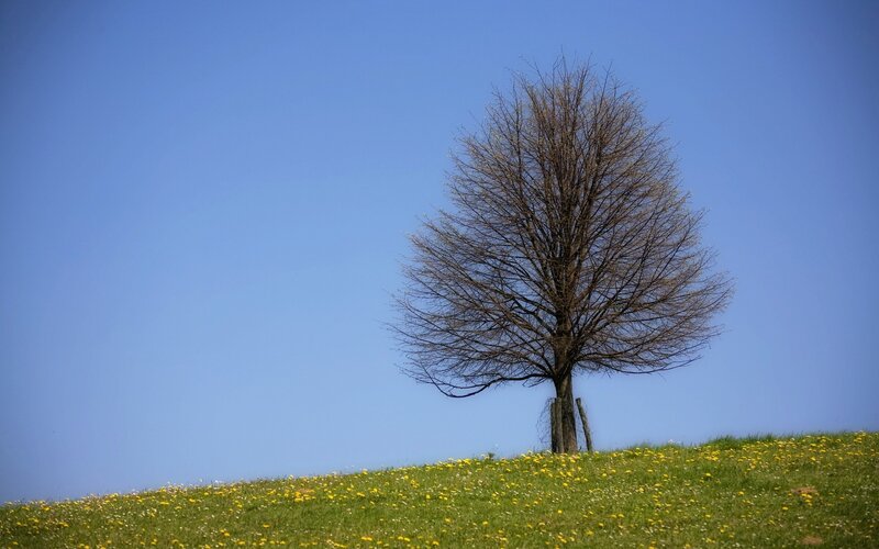 Solitary Tree on Hill — Blue, Serene, Spring