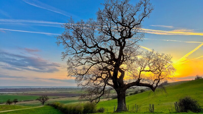 Solitary Tree on Hill — Blue, Serene, Sunset, Photograph, Sky, Hills