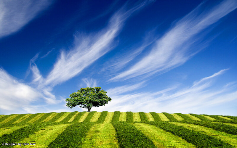 Solitary Tree on Hill — Blue, Serene