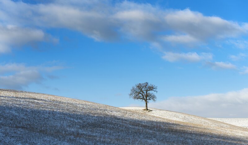 Solitary Tree on Hill — Blue, Serene, Winter