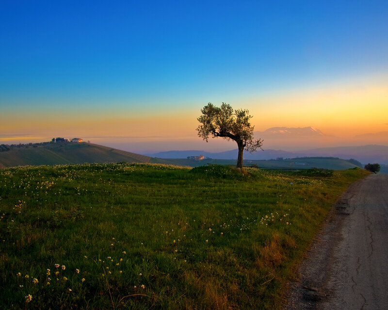 Solitary Tree on Hill — Blue