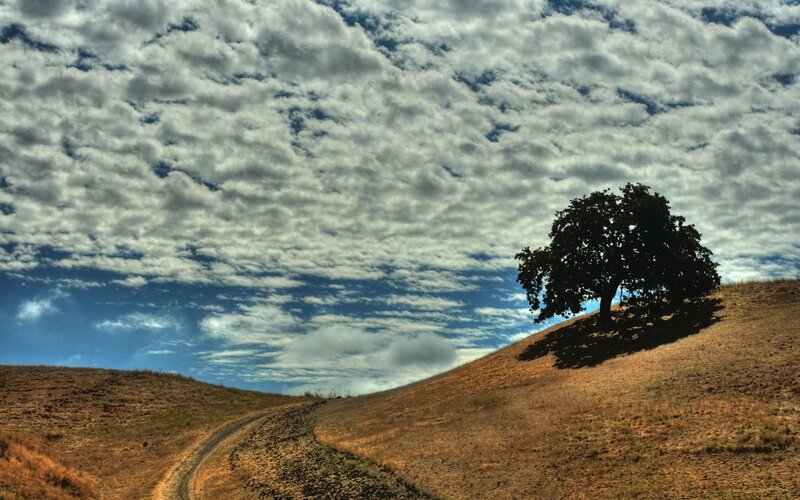 Solitary Tree on Hill — Brown, Dramatic, Afternoon, Photograph