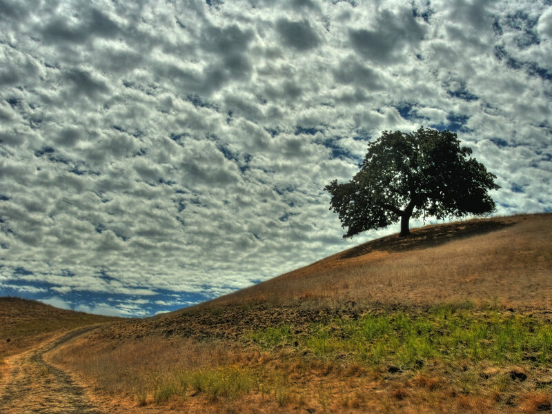 Solitary Tree on Hill — Brown, Dramatic, Afternoon