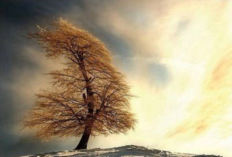 Solitary Tree on Hill — Brown, Dramatic, Autumn