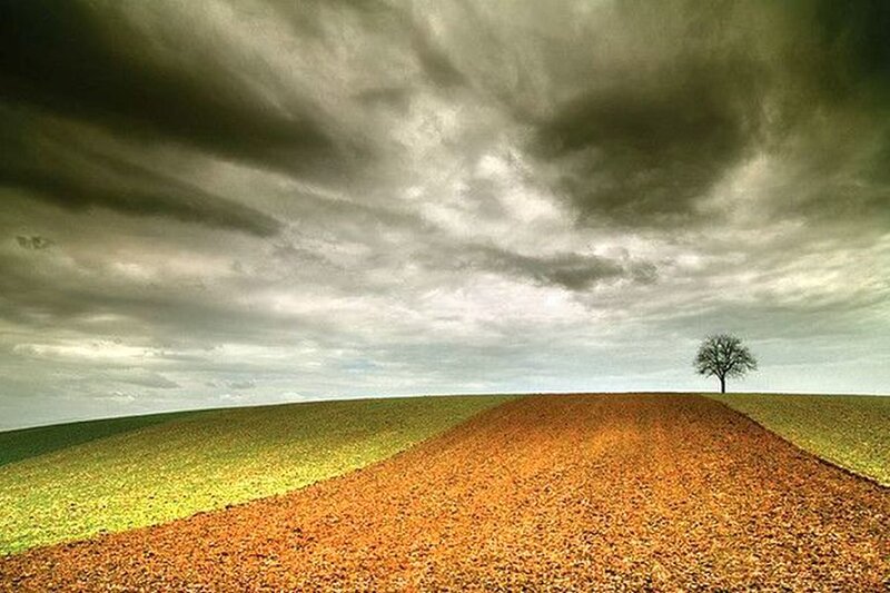 Solitary Tree on Hill — Brown, Dramatic, Photograph