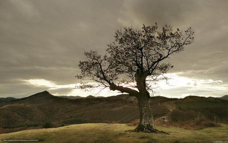 Solitary Tree on Hill — Brown, Dramatic, Sunset, Photograph