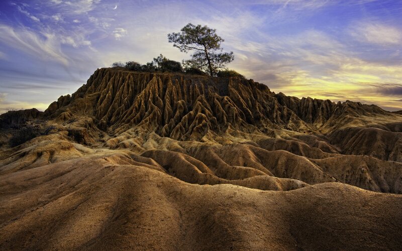 Solitary Tree on Hill — Brown, Dramatic, Sunset