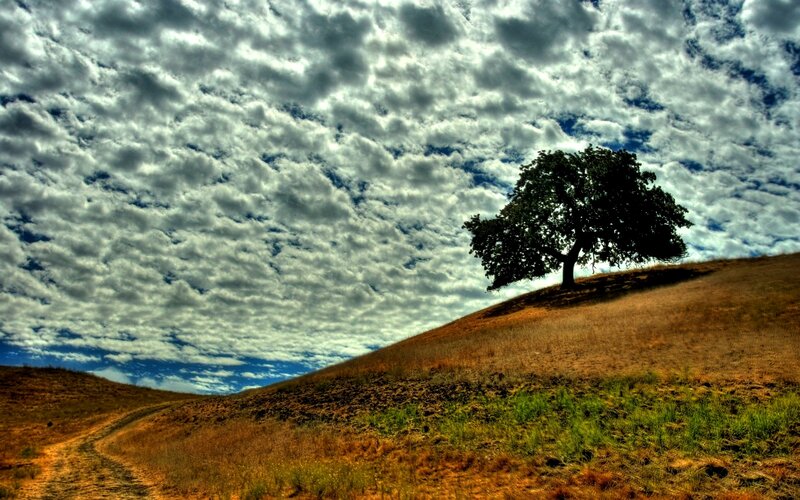 Solitary Tree on Hill — Brown, Dramatic