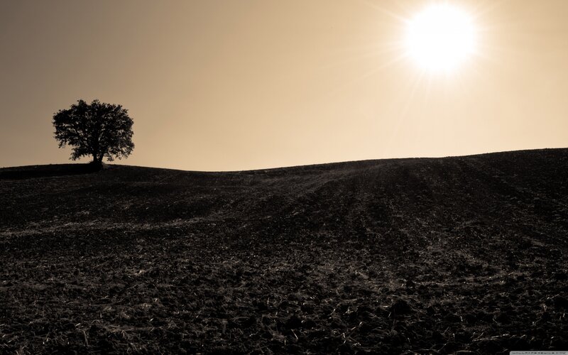 Solitary Tree on Hill — Brown, Serene, Afternoon, Photograph, Sun