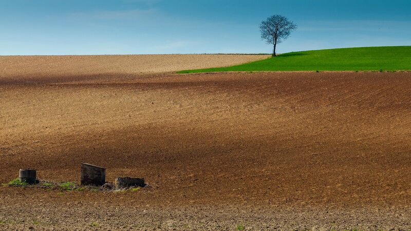 Solitary Tree on Hill — Brown, Serene, Afternoon