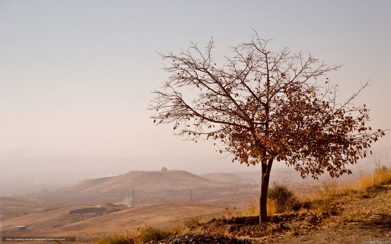 Solitary Tree on Hill — Brown, Serene, Autumn