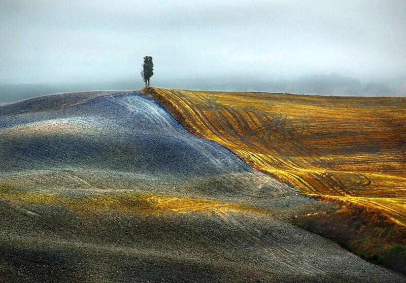 Solitary Tree on Hill — Brown, Serene, Morning