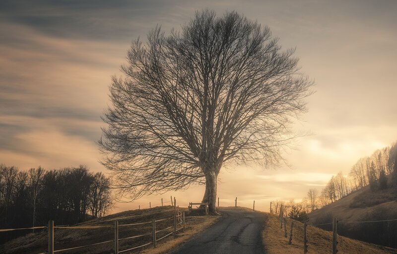 Solitary Tree on Hill — Brown, Serene, Sunset