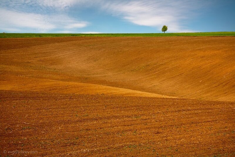 Solitary Tree on Hill — Brown, Serene