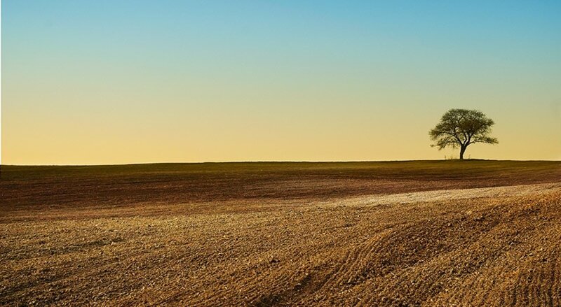 Solitary Tree on Hill — Brown