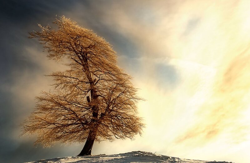 Solitary Tree on Hill — Gold, Dramatic