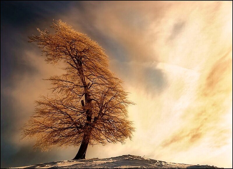 Solitary Tree on Hill — Gold