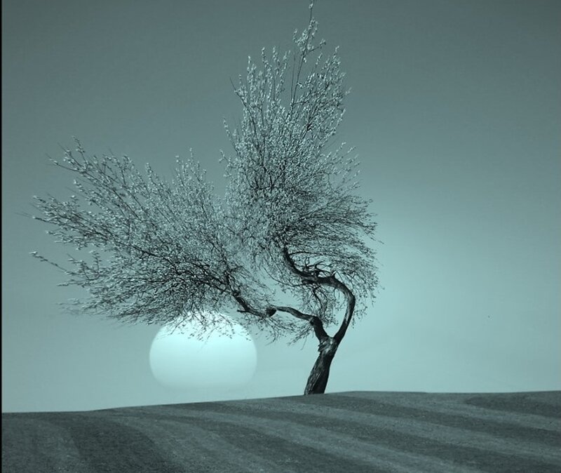 Solitary Tree on Hill — Gray, Serene