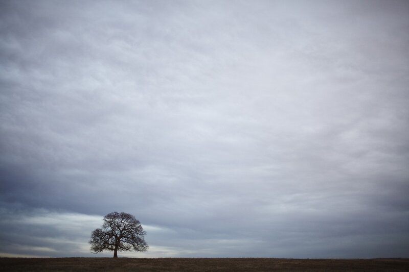 Solitary Tree on Hill — Gray, Somber
