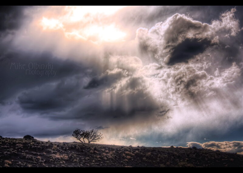Solitary Tree on Hill — Gray