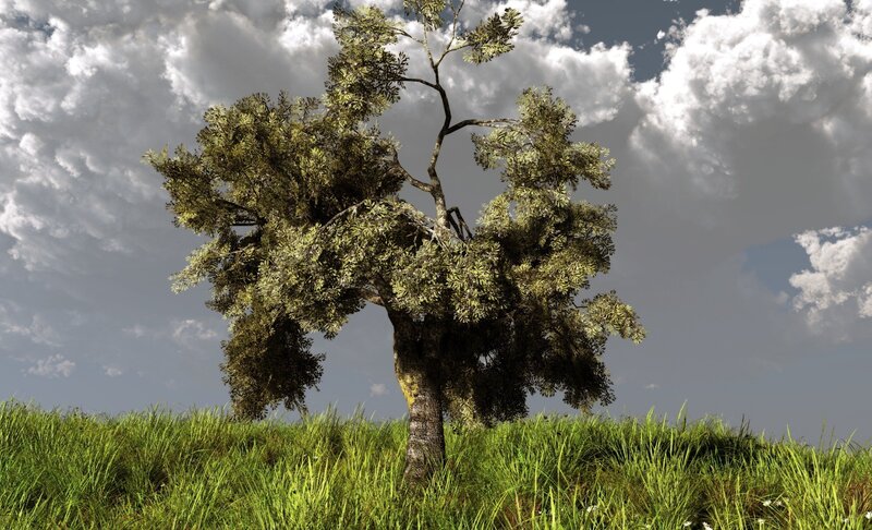 Solitary Tree on Hill — Green, Dramatic, Afternoon, 3d Render