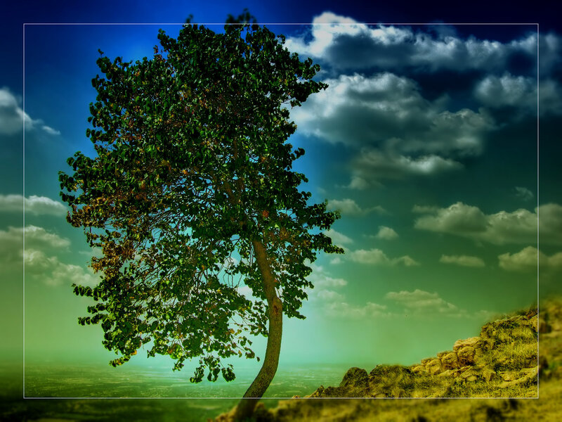 Solitary Tree on Hill — Green, Dramatic, Afternoon, Photograph, Clouds, Sky