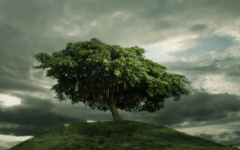 Solitary Tree on Hill — Green, Dramatic, Afternoon, Photograph, Clouds