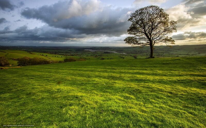 Solitary Tree on Hill — Green, Dramatic, Afternoon, Photograph, Clouds, Valley