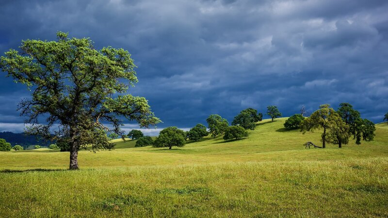 Solitary Tree on Hill — Green, Dramatic, Afternoon, Photograph, Hills