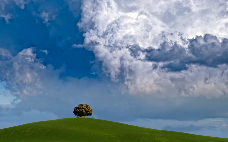 Solitary Tree on Hill — Green, Dramatic, Afternoon, Photograph