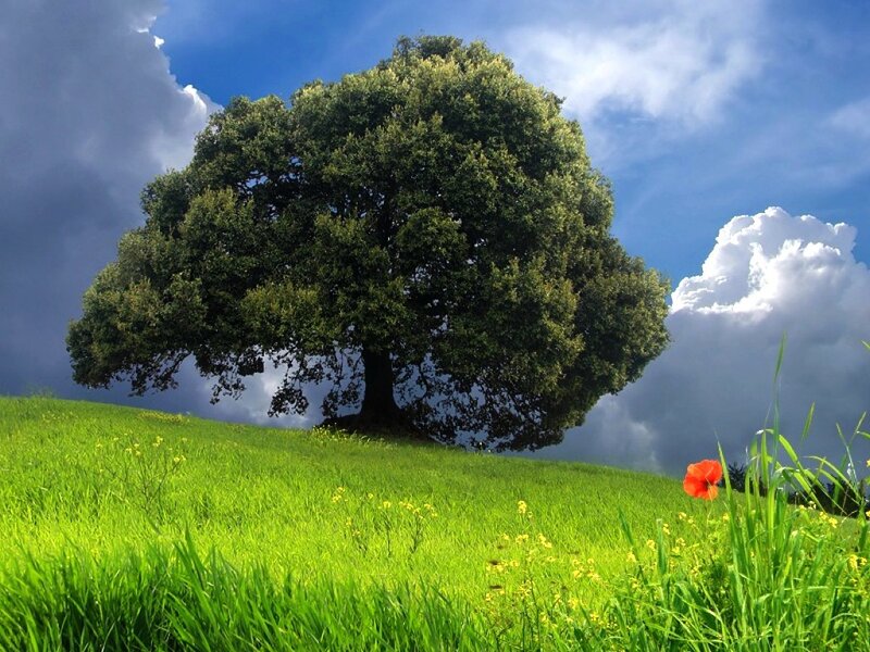 Solitary Tree on Hill — Green, Dramatic, Afternoon