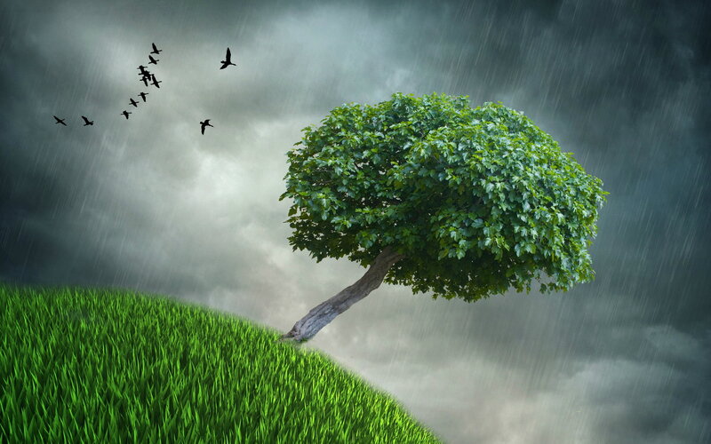 Solitary Tree on Hill — Green, Dramatic, Digital Art, Birds