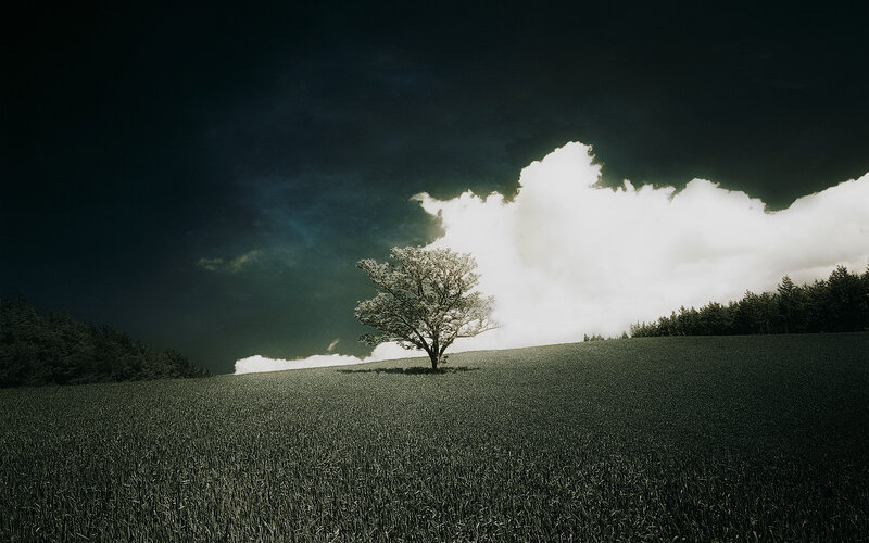 Solitary Tree on Hill — Green, Dramatic, Night, Photograph, Field