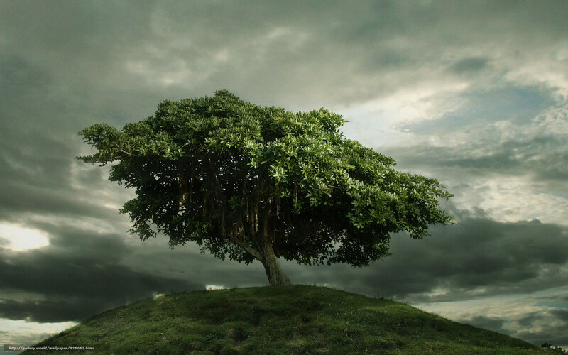Solitary Tree on Hill — Green, Dramatic, Photograph, Clouds, Sky