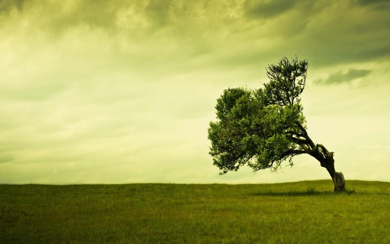 Solitary Tree on Hill — Green, Dramatic, Photograph, Field, Sky, Clouds