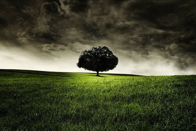 Solitary Tree on Hill — Green, Dramatic, Photograph, Field