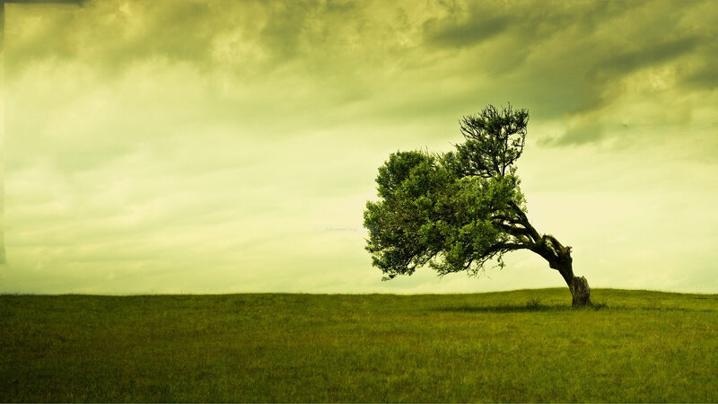 Solitary Tree on Hill — Green, Dramatic, Photograph, Grass Field, Cloudy Sky, Yellow, Gray