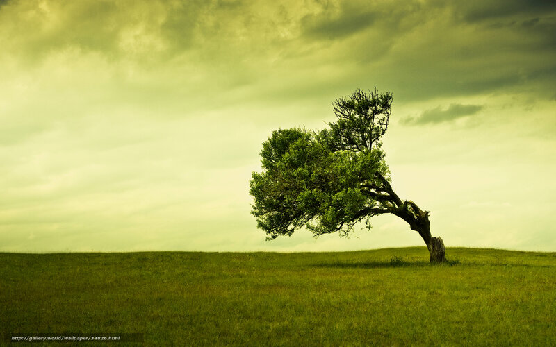 Solitary Tree on Hill — Green, Dramatic, Photograph, Grass Field