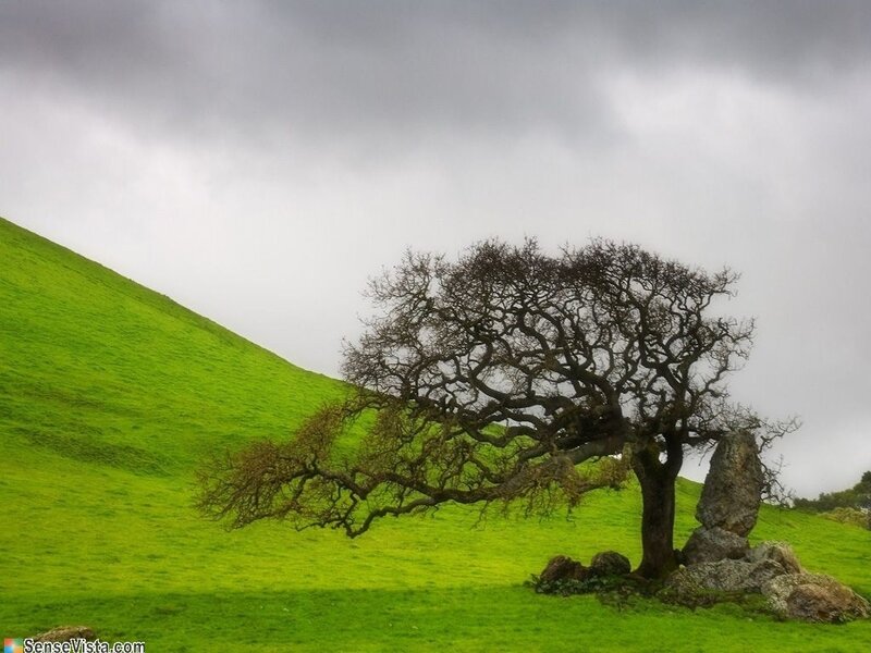 Solitary Tree on Hill — Green, Dramatic, Photograph, Rocks