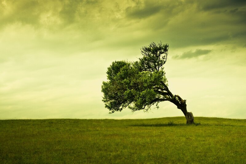 Solitary Tree on Hill — Green, Dramatic, Photograph, Sky
