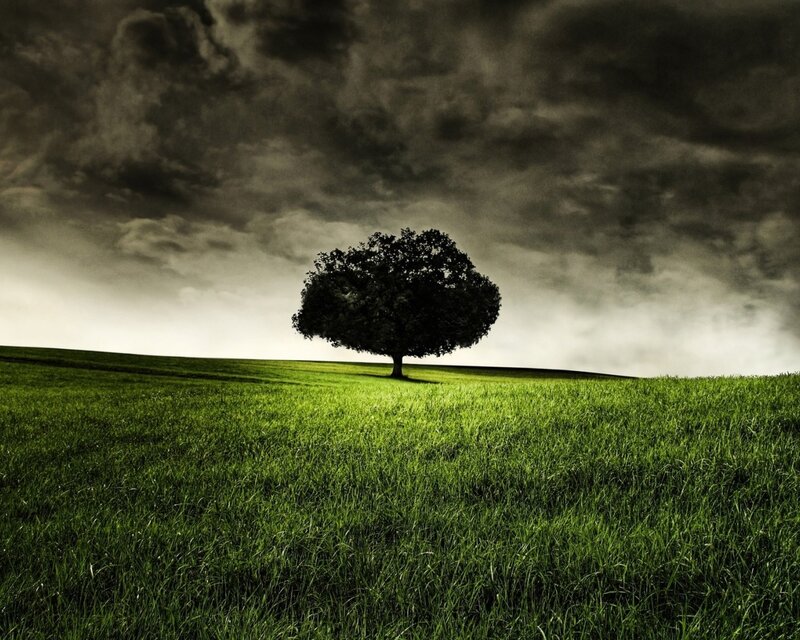 Solitary Tree on Hill — Green, Dramatic, Photograph