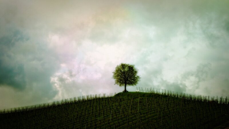 Solitary Tree on Hill — Green, Dramatic, Photograph, Vineyard