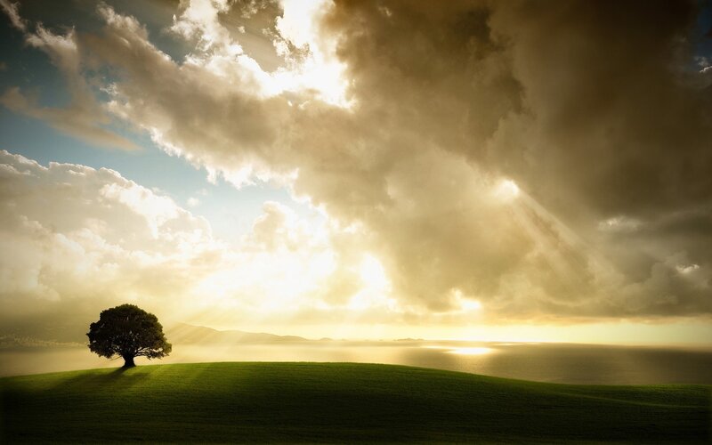 Solitary Tree on Hill — Green, Dramatic, Sunrise
