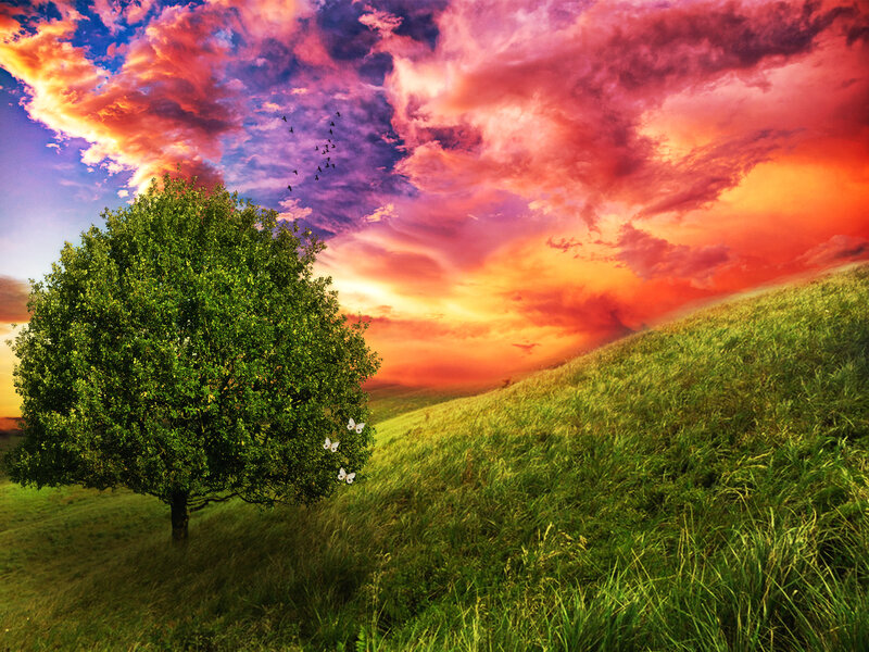 Solitary Tree on Hill — Green, Dramatic, Sunset, Digital Art, Butterflies