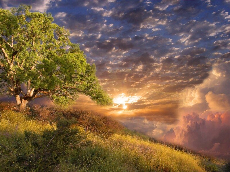 Solitary Tree on Hill — Green, Dramatic, Sunset, Digital Art, Clouds